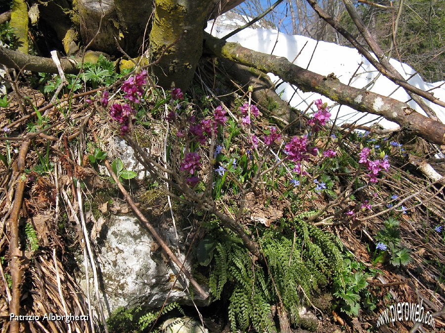 02 Fioritura nel sottobosco.JPG